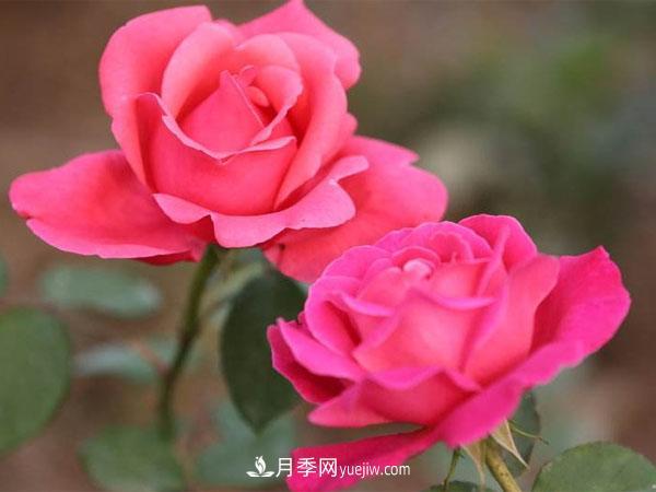 藤本月季種植基地講述--藤本月季選購、種植、養護經(jīng)驗分享(圖1)