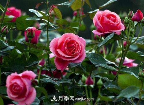樹(shù)狀月季的嫁接修剪技術(shù)，你知道嗎(圖1)