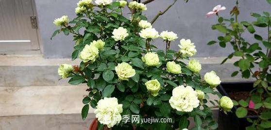 爬藤月季花，一要會(huì )“牽引”，二要會(huì )“修剪”，藤本月季牽引技巧(圖1)