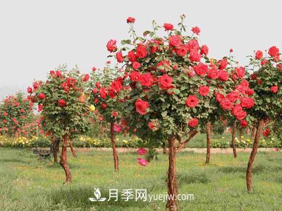 南陽(yáng)月季園主要作盆栽觀(guān)賞、點(diǎn)綴草坪和布置花色圖案。(圖1)