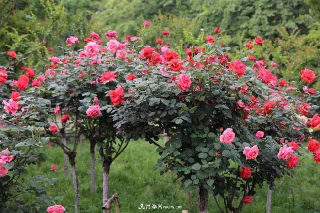 樹(shù)狀月季，又稱(chēng)月季樹(shù)、玫瑰樹(shù)，樹(shù)月的砧木培育與接穗(圖1)