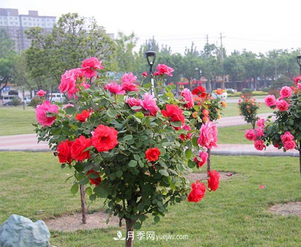 樹(shù)狀月季什么時(shí)間剪枝打理？(圖1)