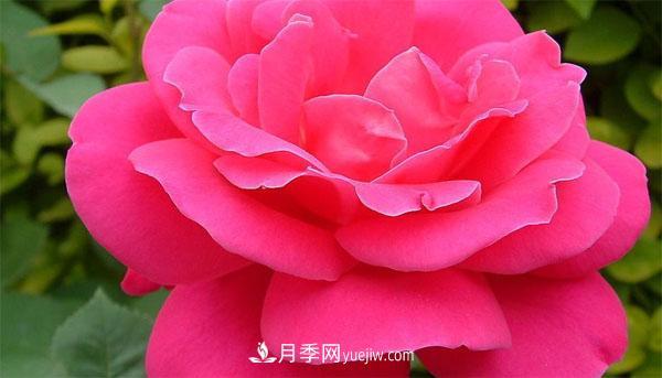 想要月季花朵開(kāi)的又大又好，這幾個(gè)修剪小技巧一定要掌握！(圖1)