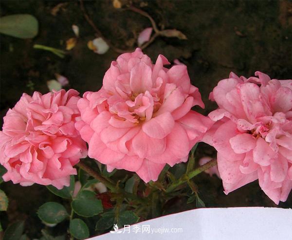 月季是我國的原產(chǎn)花卉，后來(lái)產(chǎn)生了很多優(yōu)良品種。分別是？(圖1)