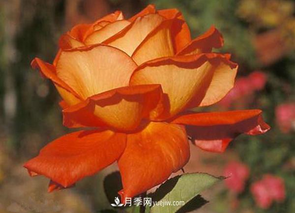 種植月季花的花友要注意蟲(chóng)害防治(圖1)