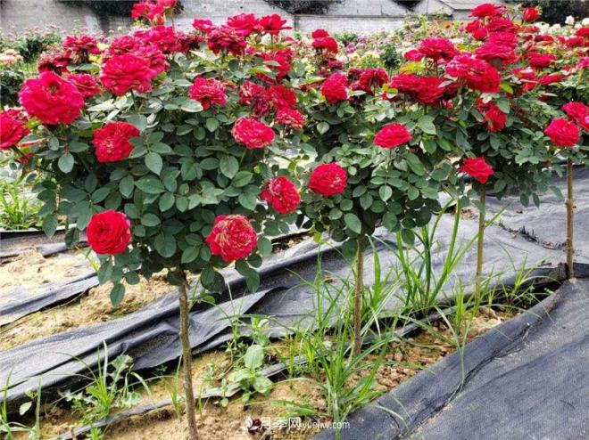 為您介紹樹(shù)狀月季的養植方法！(圖1)