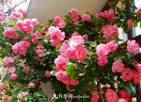 藤本月季怎么養？4種養殖方法讓藤本月季爬滿(mǎn)墻(圖3)