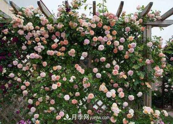 藤本月季怎么養？4種養殖方法讓藤本月季爬滿(mǎn)墻(圖2)