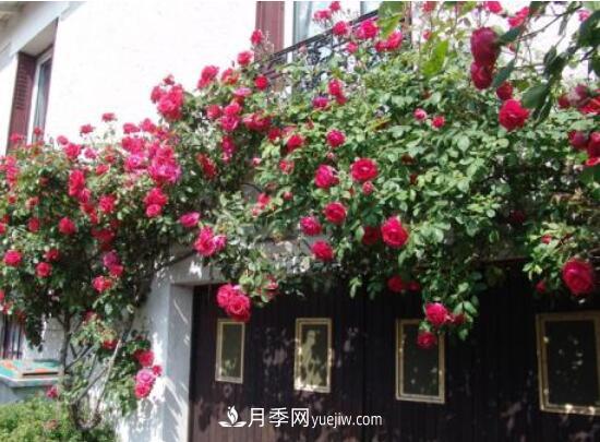 藤本月季怎么養？4種養殖方法讓藤本月季爬滿(mǎn)墻(圖4)