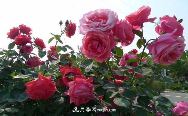 綠化工程月季的養護管理措施(圖2)