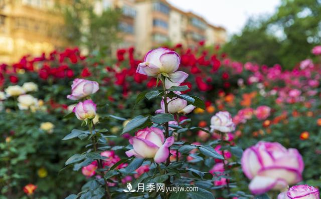 綠化工程月季的養護管理措施(圖3)