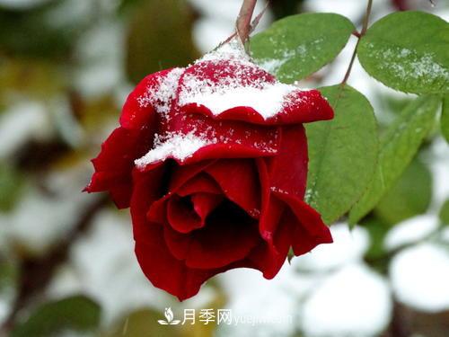 被雪中的月季花所震撼，傲然開(kāi)放，芳香依舊(圖1)