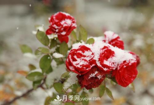 被雪中的月季花所震撼，傲然開(kāi)放，芳香依舊(圖2)