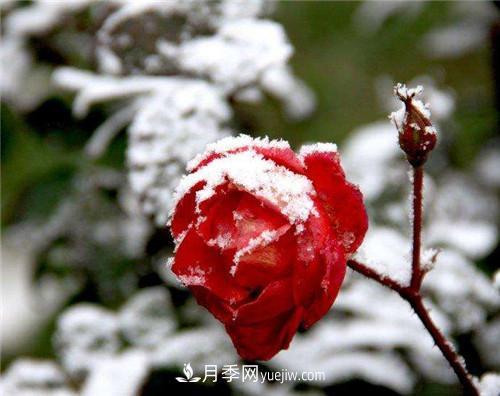 被雪中的月季花所震撼，傲然開(kāi)放，芳香依舊(圖3)