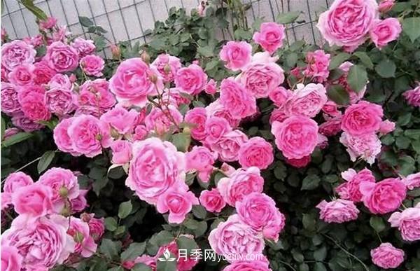 掌握好這3點(diǎn)，月季花才能開(kāi)更多的花(圖3)