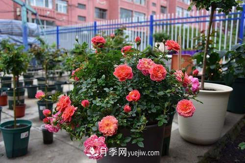 推薦4種微型月季，植株矮小花量大，專(zhuān)為陽(yáng)臺而生，值得擁有！(圖3)