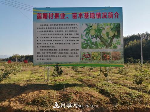 九江武寧縣：發(fā)展苗木基地，壯大綠色經(jīng)濟，苗木熱賣(mài)啦(圖1)