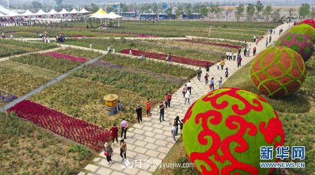 回顧記錄，中國月季展覽會(huì )花開(kāi)阜陽(yáng)(圖1)