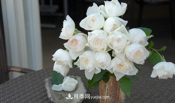 心之水滴月季，白色的切花月季推薦(圖2)