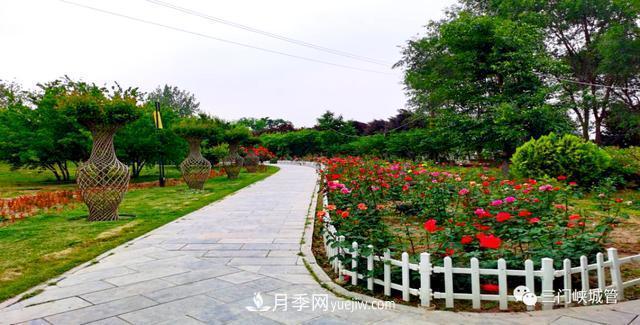 三門(mén)峽：栽植9000余株月季 陜州公園月季花海有美景(圖2)