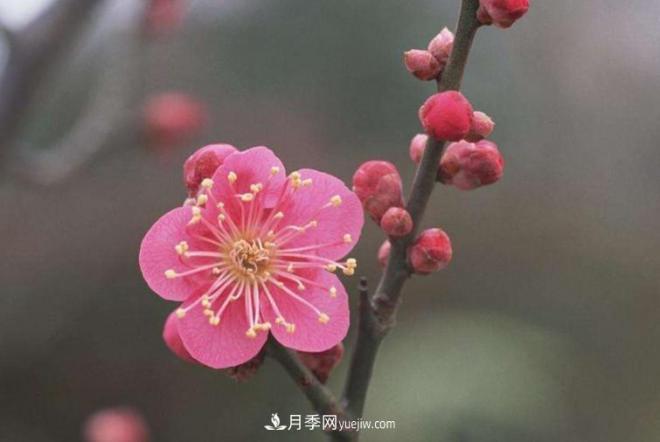 淮北市的市花是什么？月季花的花語(yǔ)寓意(圖3)