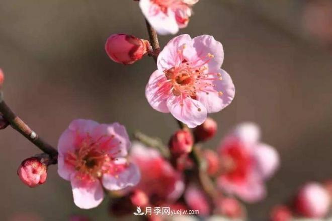 淮北市的市花是什么？月季花的花語(yǔ)寓意(圖1)