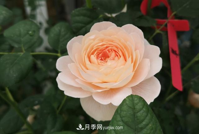 月季和玫瑰，她們都叫Rose！美麗與浪漫的化身(圖1)