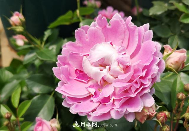 月季和玫瑰，她們都叫Rose！美麗與浪漫的化身(圖2)