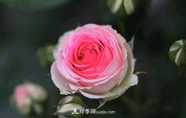 月季和玫瑰，她們都叫Rose！美麗與浪漫的化身(圖3)