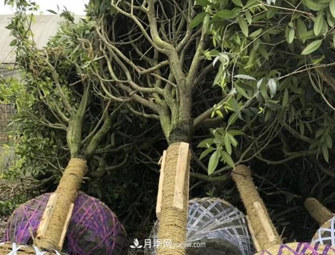 看葉子如何區分桂花樹(shù)的品種(圖3)