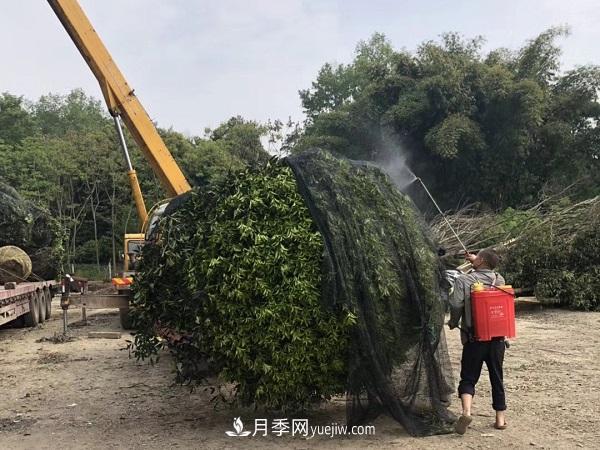 南陽(yáng)桂花基地，桂花移植的***佳時(shí)機是什么時(shí)候(圖3)