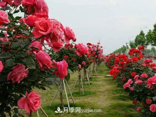 苗木假植過(guò)冬方法及注意事項(圖1)