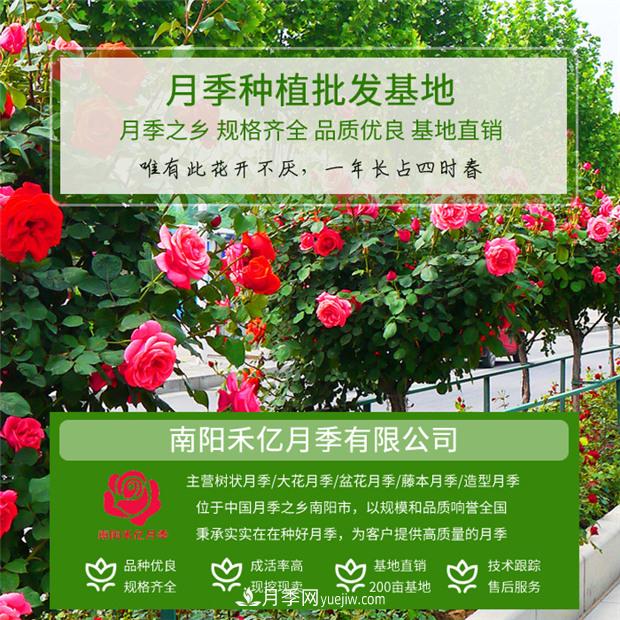 批發(fā)南陽(yáng)月季，就選擇南陽(yáng)禾億月季基地，放心(圖1)