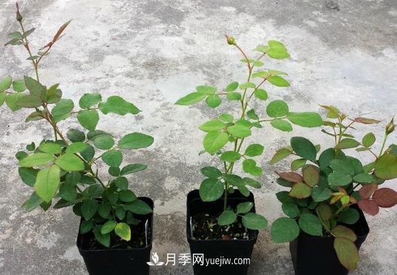 盆栽月季小苗快速發(fā)芽長(cháng)筍，生根才是唯一重要的(圖1)