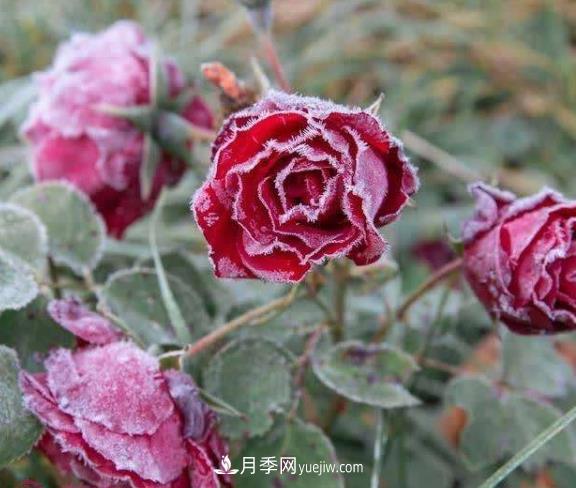 盆栽月季花冬季管理必知，修剪、防凍、防風(fēng)(圖1)