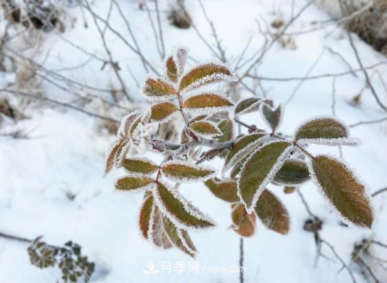 盆栽月季花冬季管理必知，修剪、防凍、防風(fēng)(圖2)