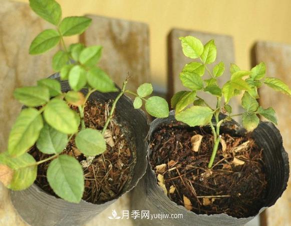月季牙簽苗如何養壯？七招教你種出健康月季花(圖1)