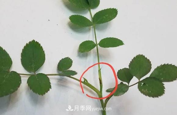 月季盲枝如何分辨？剪不剪？(圖1)