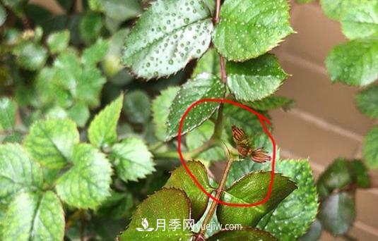 月季盲枝如何分辨？剪不剪？(圖3)
