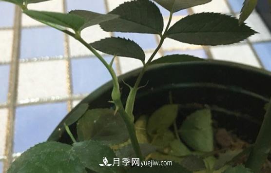 月季盲枝如何分辨？剪不剪？(圖2)