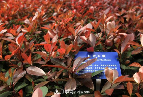 南陽(yáng)紅葉石楠，多元造型與養護，低端苗木玩出高大上(圖1)