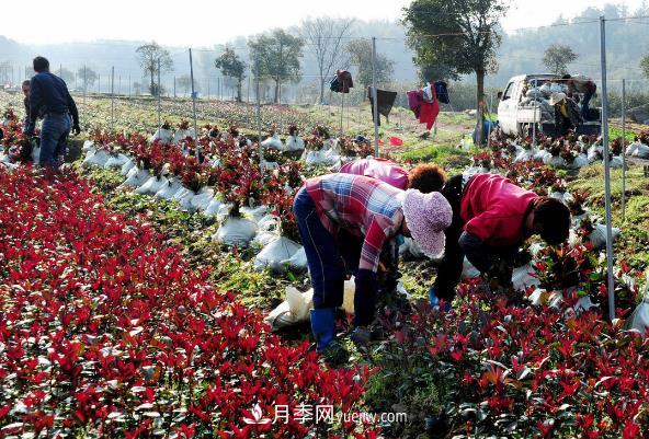 南陽(yáng)紅葉石楠，多元造型與養護，低端苗木玩出高大上(圖2)