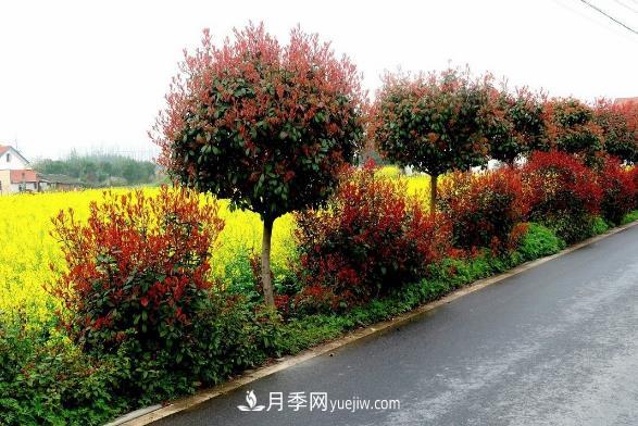 南陽(yáng)紅葉石楠，多元造型與養護，低端苗木玩出高大上(圖3)