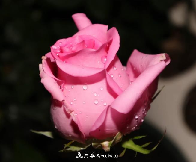 蘇醒月季，適合南方夏天的切花月季品種(圖3)