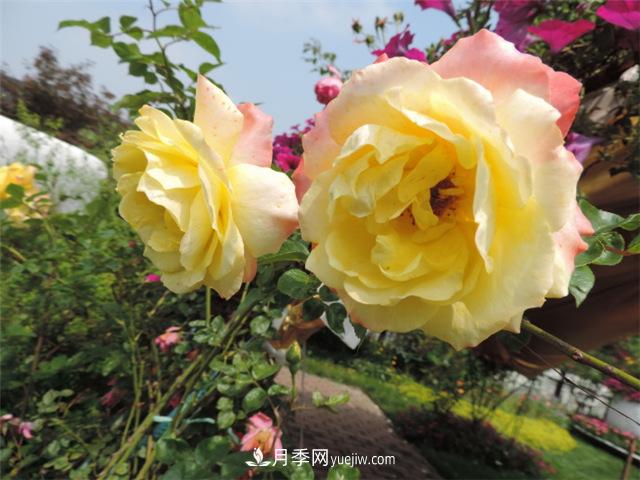 藤本月季花的品種及種類(lèi)介紹(圖2)