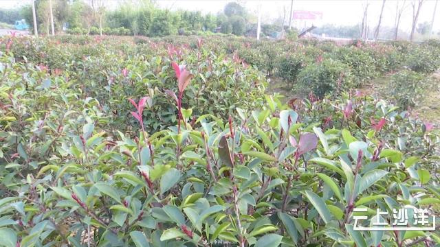 荊門(mén)沙洋：發(fā)展苗木產(chǎn)業(yè) 做致富引路人(圖3)