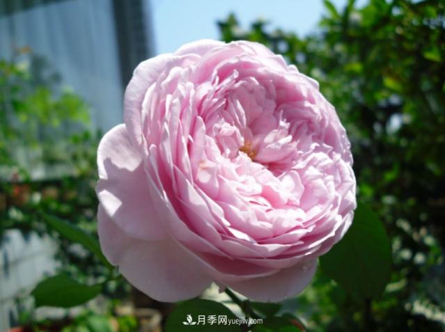 歐月月季種一棵長(cháng)一片，陽(yáng)臺庭院都能養，見(jiàn)過(guò)的人都喜歡(圖1)
