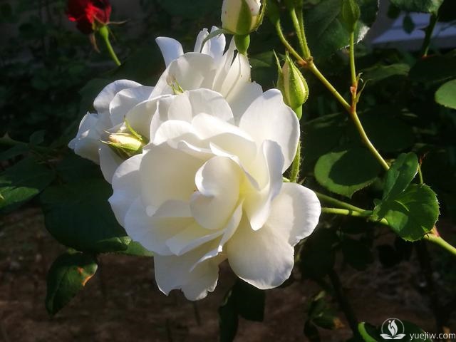 管理月季花的計劃表，二月份月季養護要怎么做？(圖1)