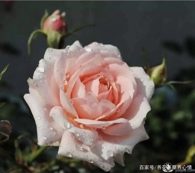 早春養殖月季要避開(kāi)5個(gè)坑，月季開(kāi)花多又大(圖1)