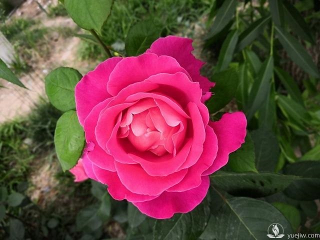 春天養月季，杜絕病蟲(chóng)害！注意這幾點(diǎn)等著(zhù)花爆開(kāi)(圖1)